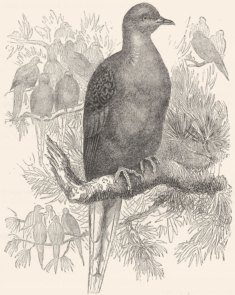 GALLINACEOUS BIRDS. Pigeon. Passenger c1870 old antique vintage print picture